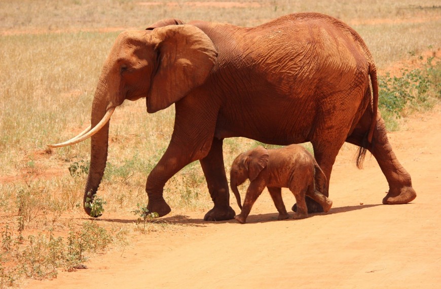 The Elephant Rope story featured image. It shows an adult elephant and it's baby.